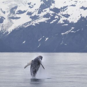 Alaska Kenai Adventures - Whale